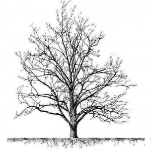 Photo of Mesquite Tax, LLC
