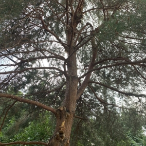 Photo of Dependable Tree service