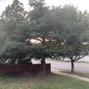 Photo of Dependable Tree service