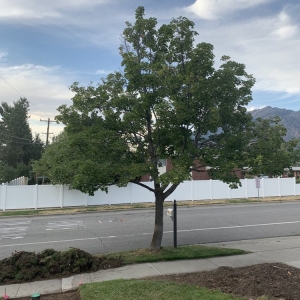 Photo of Dependable Tree service