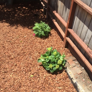 Photo of Yardwork Landscaping
