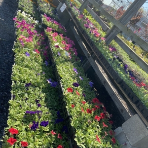 Photo of Sweetbrook Nursery & Garden Center