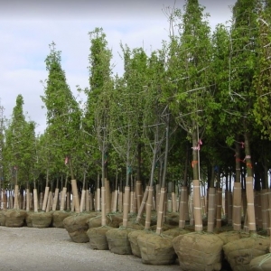 Photo of A. Brown & Son's Nursery