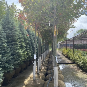 Photo of A. Brown & Son's Nursery