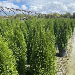 Photo of A. Brown & Son's Nursery