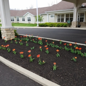 Photo of Nessley's Lawn Care