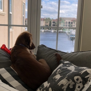 Photo of The Views at Harbortown Apartments