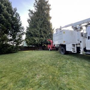 Photo of Black Diamond Tree Service