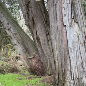 Photo of Black Diamond Tree Service