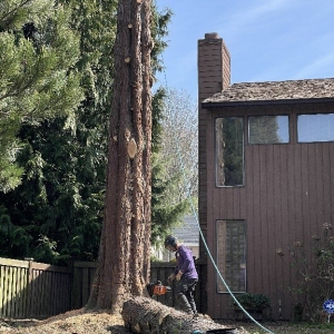 Photo of Black Diamond Tree Service