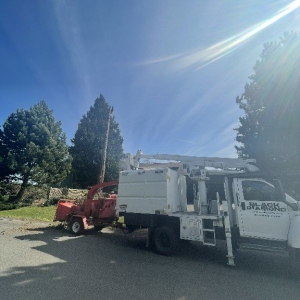 Photo of Black Diamond Tree Service