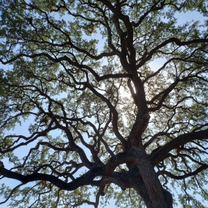 Photo of Gilbert Tree Service