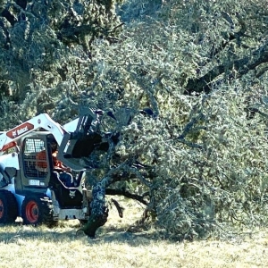 Photo of Gilbert Tree Service
