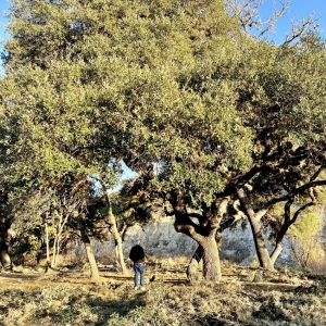 Photo of Gilbert Tree Service