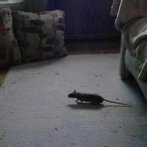 Photo of Critter Control of Southern Wisconsin