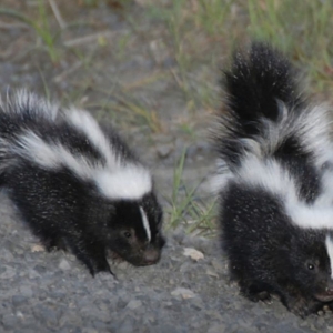 Photo of Critter Control of Southern Wisconsin