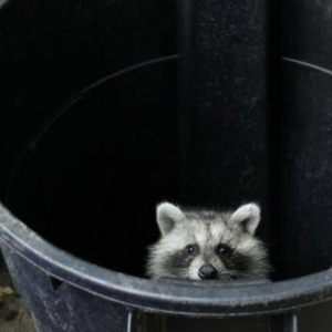 Photo of Critter Control of Southern Wisconsin