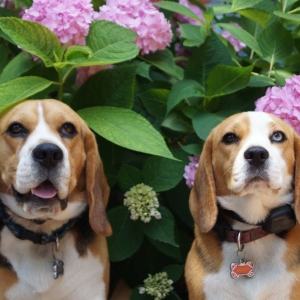 Photo of DogWatch of St. Louis