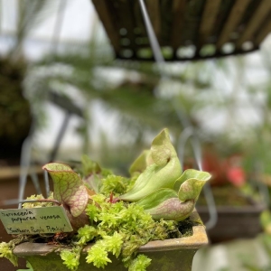 Photo of Conservatory of Flowers