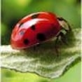 Photo of LadyBug Carpet Care