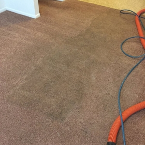 Photo of Carpet Recovery Services
