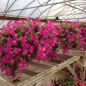 Photo of Christy's Nursery & Landscaping
