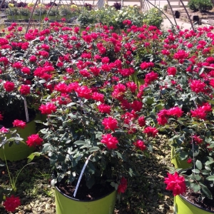 Photo of Christy's Nursery & Landscaping