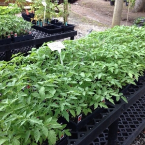 Photo of Christy's Nursery & Landscaping