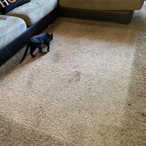 Photo of Dry & Organic Carpet Cleaning