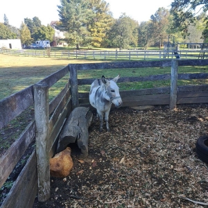 Photo of Hawks Hollow Farm