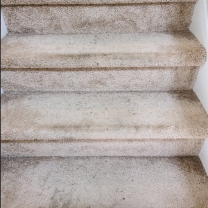 Photo of Complete Carpet Care