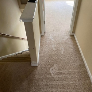 Photo of Complete Carpet Care