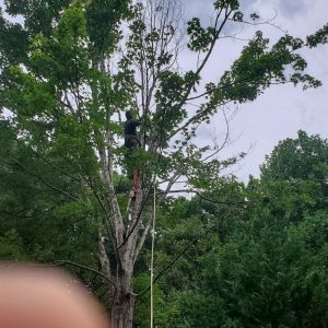 Photo of Tree Cutters of America