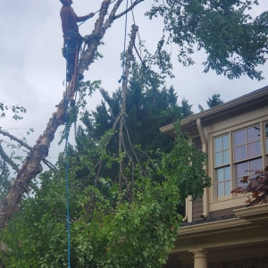 Photo of Tree Cutters of America