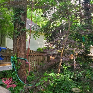 Photo of Tree Cutters of America
