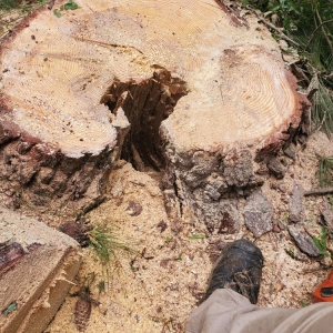 Photo of Tree Cutters of America