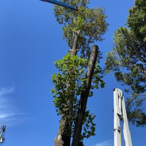 Photo of Quality Tree Surgery