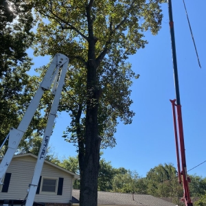 Photo of Quality Tree Surgery