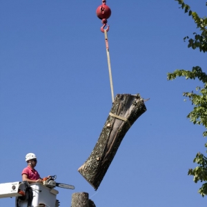 Photo of Quality Tree Surgery