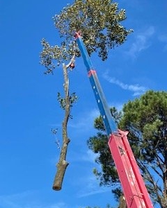 Photo of Quality Tree Surgery