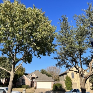 Photo of Lone Oak Tree And Fence Service
