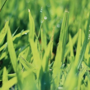 Photo of Point 2 Point Lawn Care
