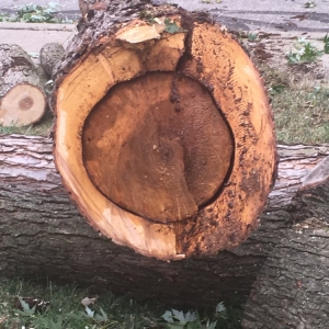 Photo of Local Tree & Landscape