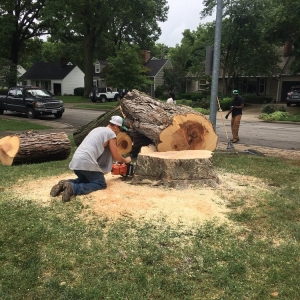 Photo of Local Tree & Landscape