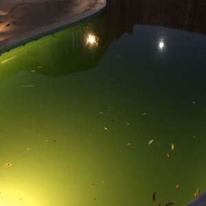 Photo of Enrique's Pool Service