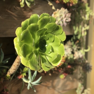 Photo of Poirier Garden Designs