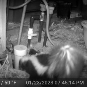 San Rafael Wildlife Detectives