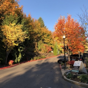 Photo of Sofi at Forest Heights