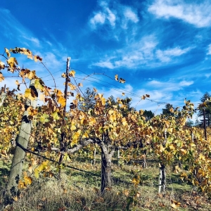 Photo of Byington Vineyard & Winery