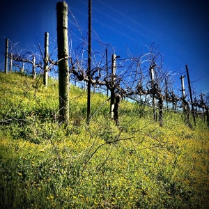 Photo of Byington Vineyard & Winery